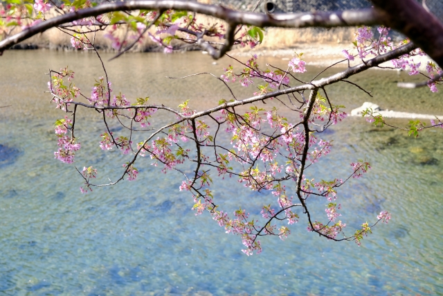 河津桜