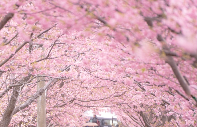 河津桜