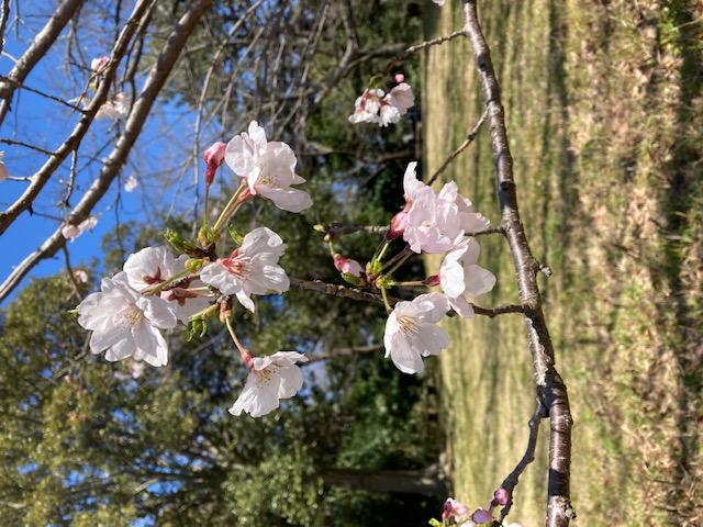 浜松城公園の桜