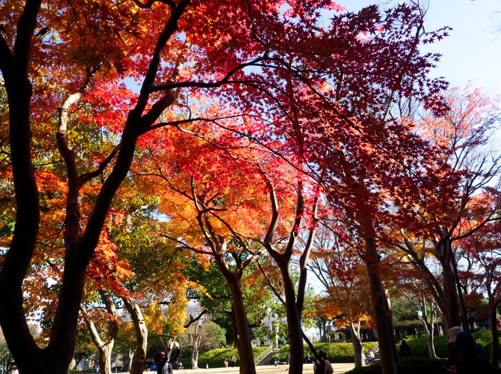 浜松城公園広場の紅葉