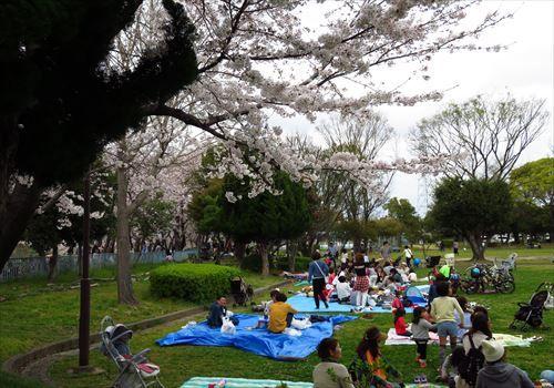 浜松市、船越公園の西側の馬込川堤防の桜並木 : フーちゃんのカメラウオッチング