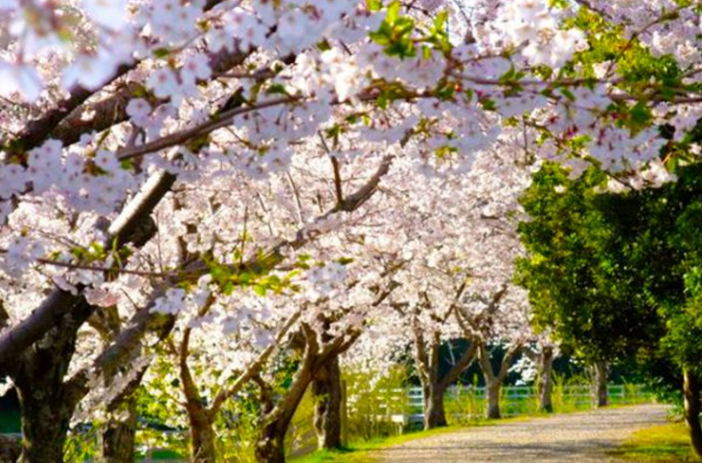 佐鳴湖　桜